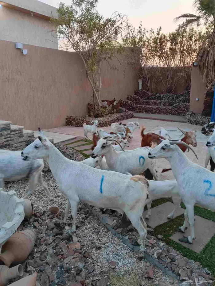 11 ماعز جنوبيات خلفات 1