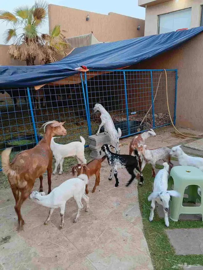 11 ماعز جنوبيات خلفات 9