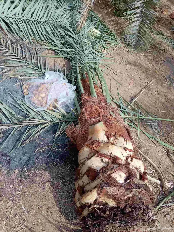 المجارده محايل شمران نخل للبيع على الطلب 3