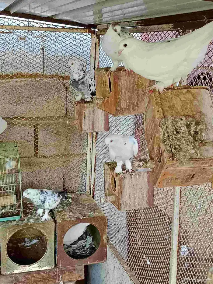 حمام بلدي ملبس 2