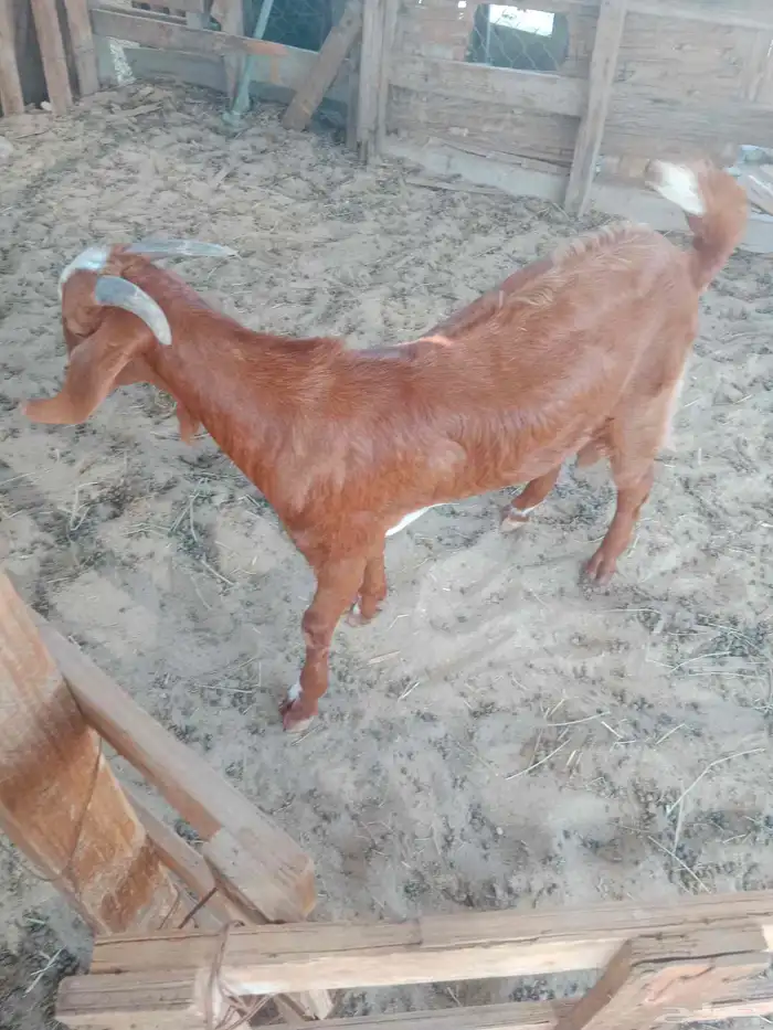 ما شاء الله يوجد لدينا ذبايح بلدي طيبه 1 4