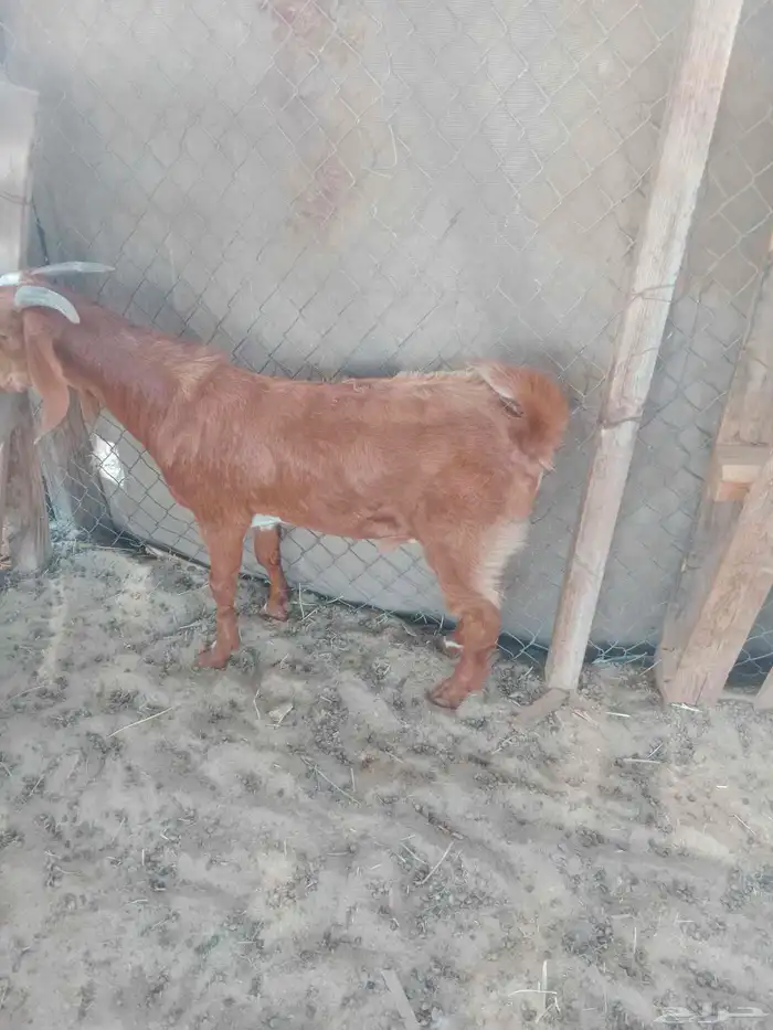 ما شاء الله يوجد لدينا ذبايح بلدي طيبه 1 1