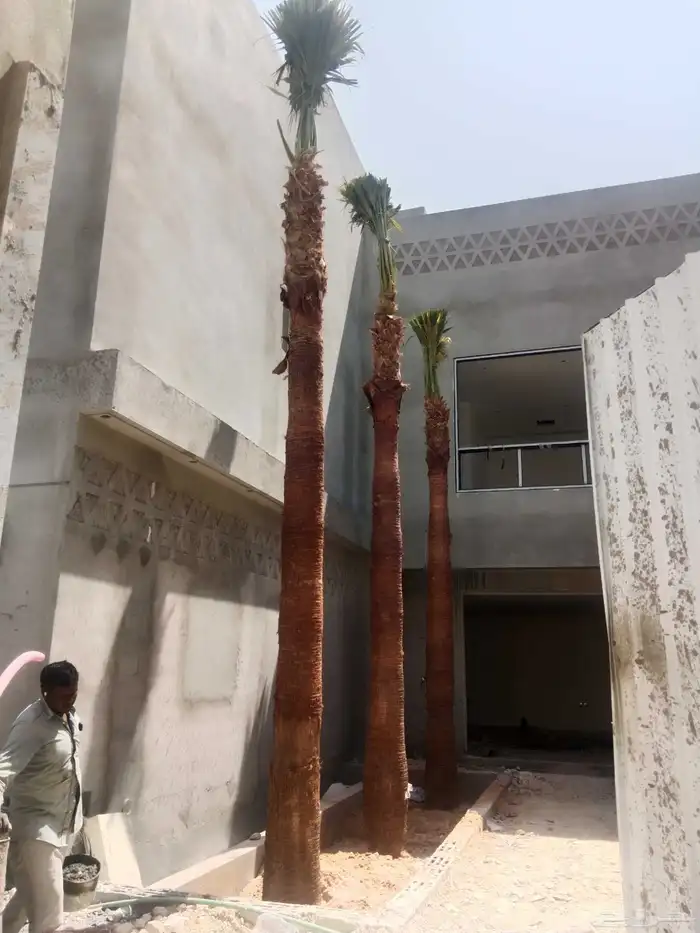 نخيل وشنطونيا اشجار السرو زيتون 3