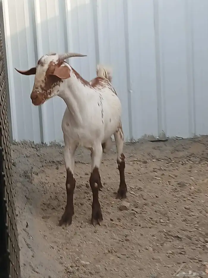 تيس فحل 5
