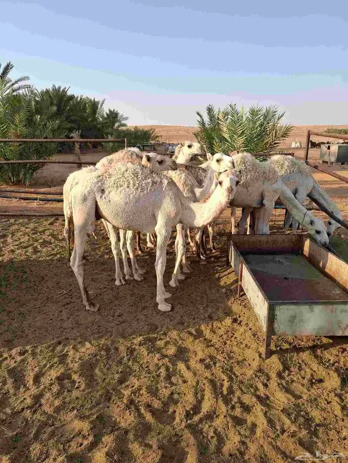 حشو قصب للبيع 0