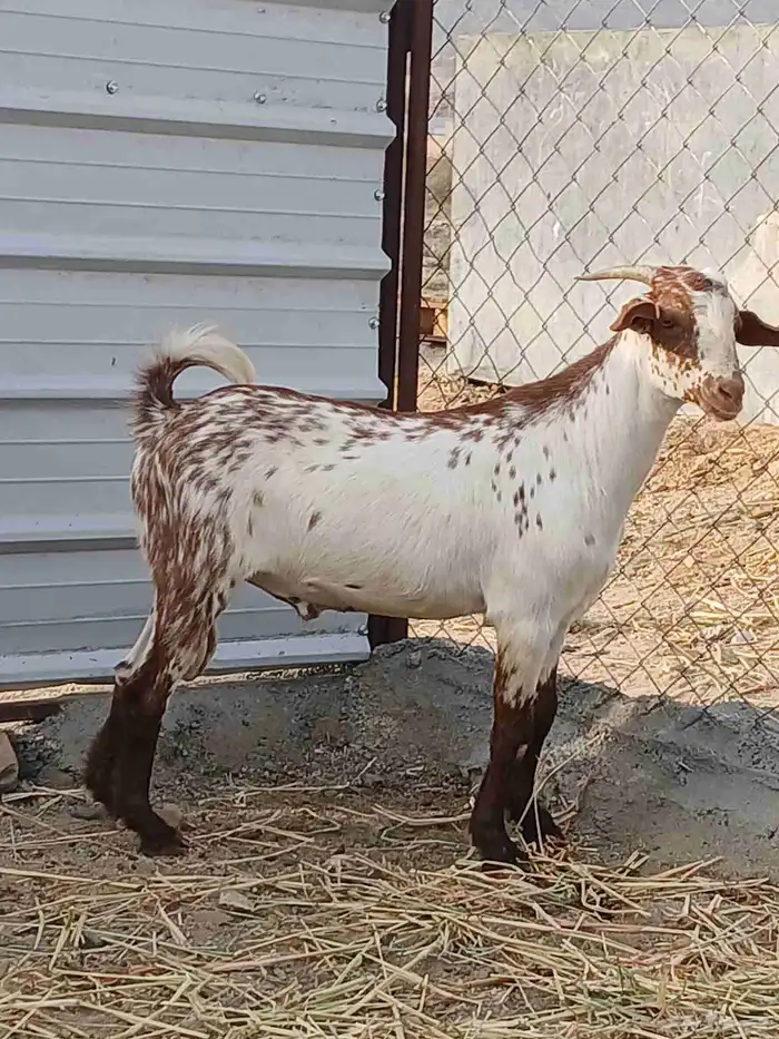 تيس فحل 1