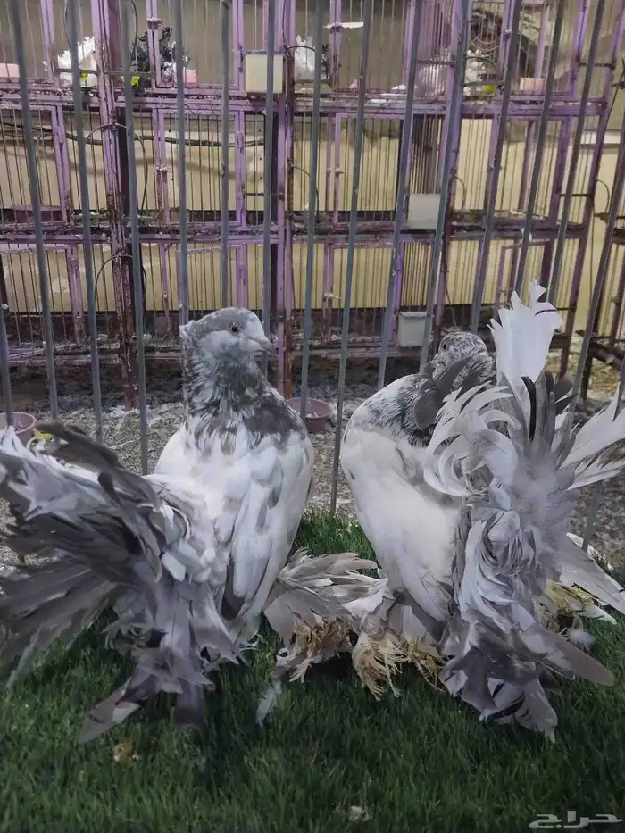 زوج هندي فاخر 2025 4