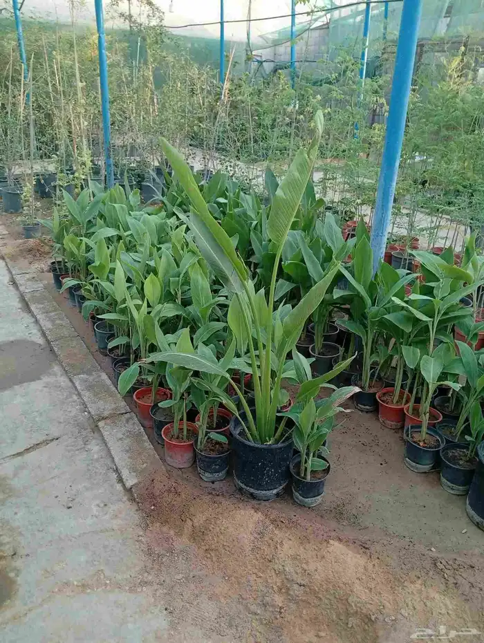زراعه الورد الطبيعي والتيل الطبيعى 6