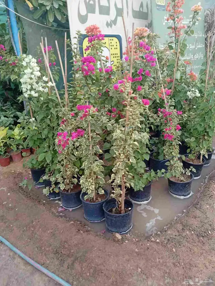 زراعه الورد الطبيعي والتيل الطبيعى 0