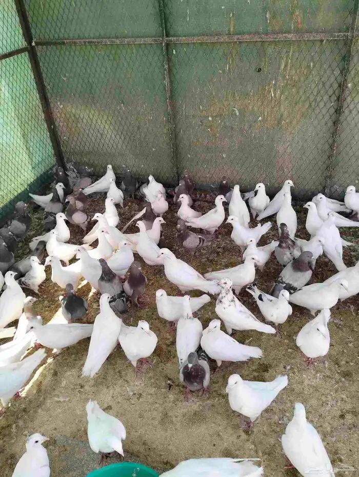 حمام فرنسي ابيض وسلفر... غير منتج 1