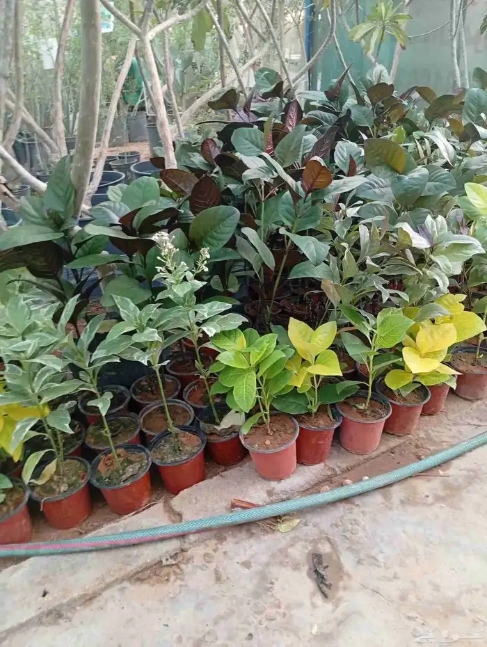 زراعه الورد الطبيعي والتيل الطبيعى 7
