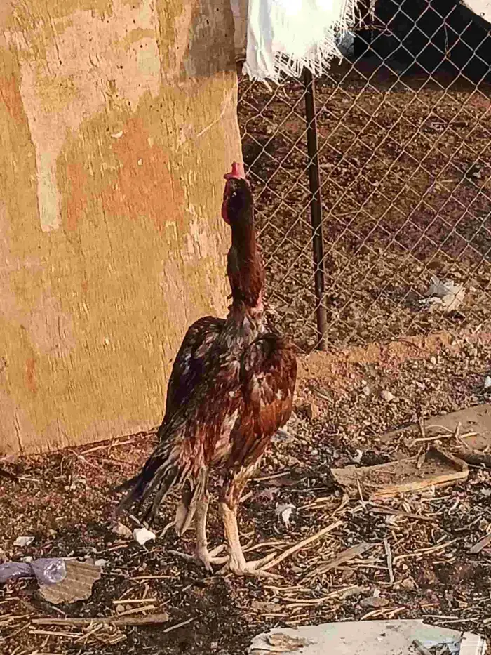 ديك باكستاني سندي 3