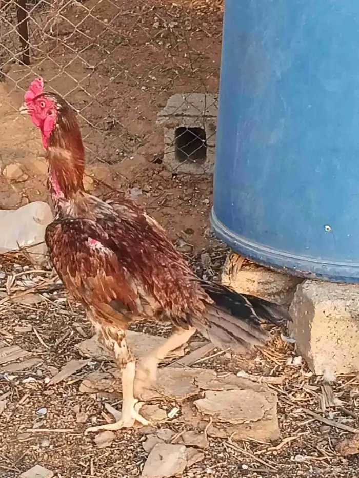ديك باكستاني سندي 0