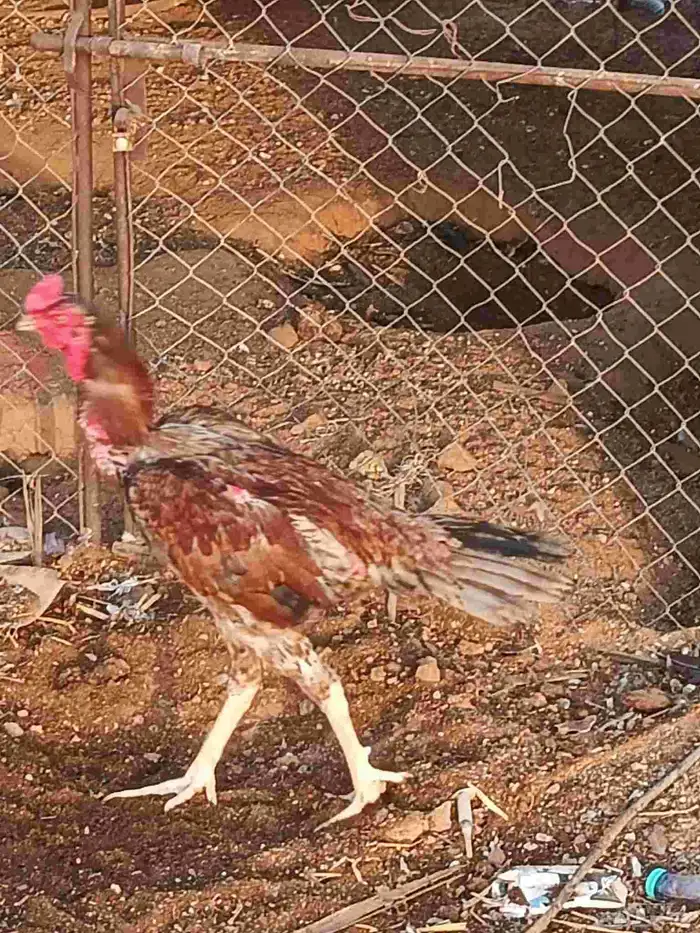 ديك باكستاني سندي 1