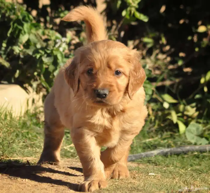 Golden retriever puppy 2