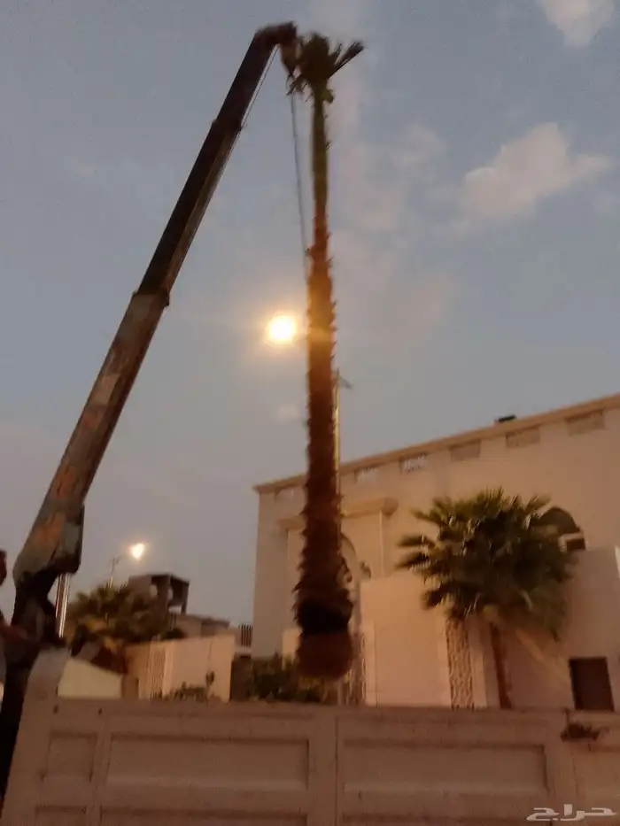 نخيل واشنطني زينه 2