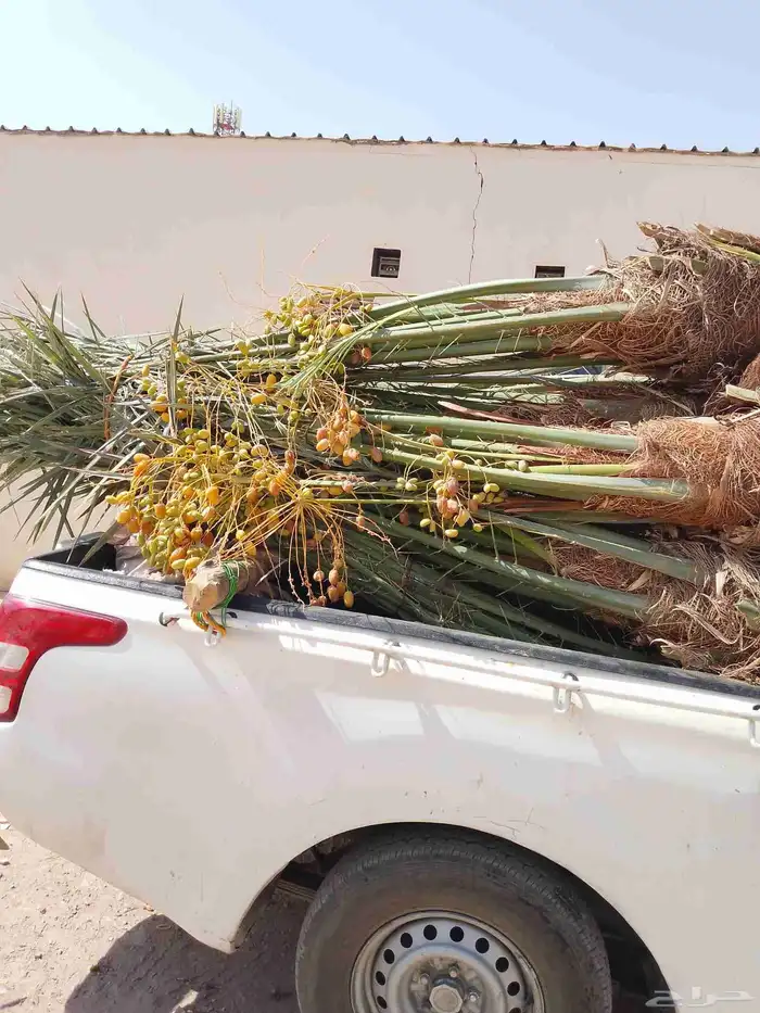 نقوم بقلع وتوريد وتركيب جميع انواع أنخيل 5