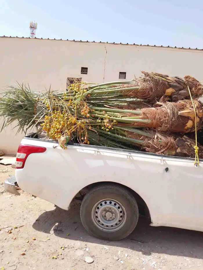 نقوم بقلع وتوريد وتركيب جميع انواع أنخيل 4