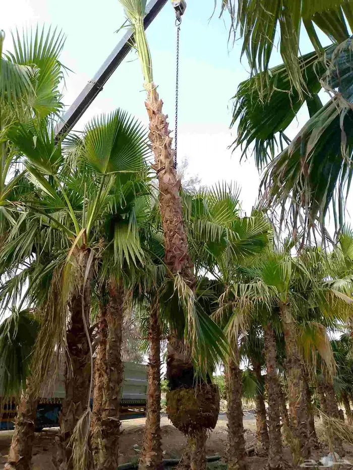 نخيل واشنطني زينه 1