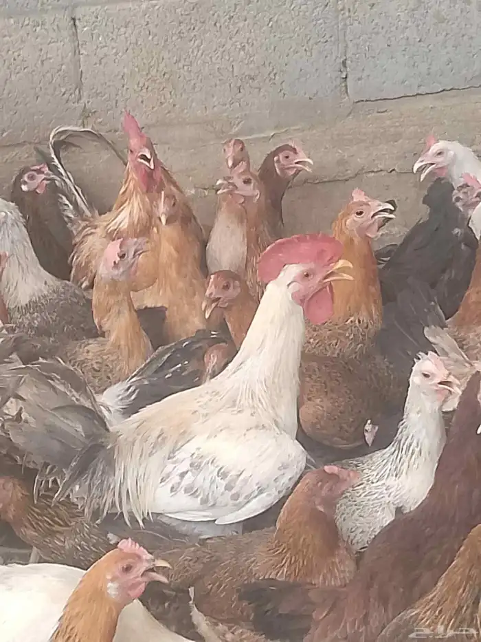 دجاج بياض اعمار 8و9شهور بياض شرط 4