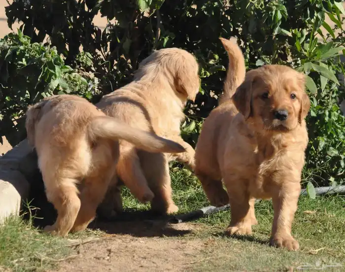 Golden retriever puppy 1