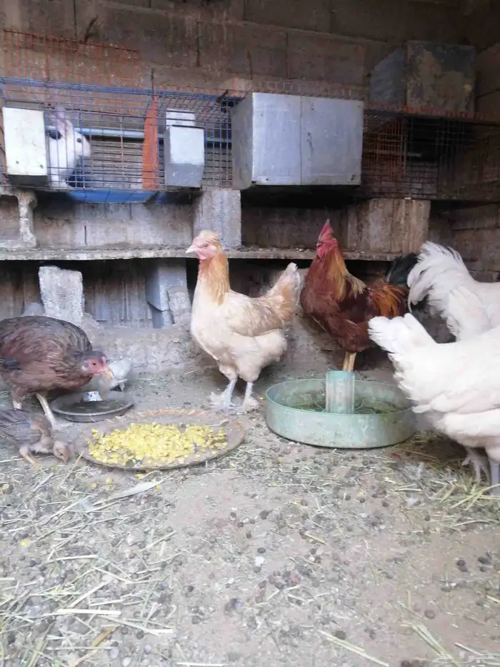 يتوفر اطقم دجاج عربي منتج للبيع على السوم 3