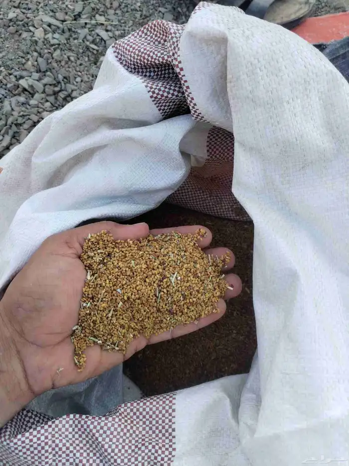 للبيع بذر برسيم صبخاوي 0