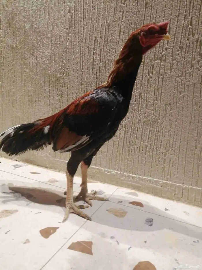 يتوفر اطقم دجاج عربي منتج للبيع على السوم 6