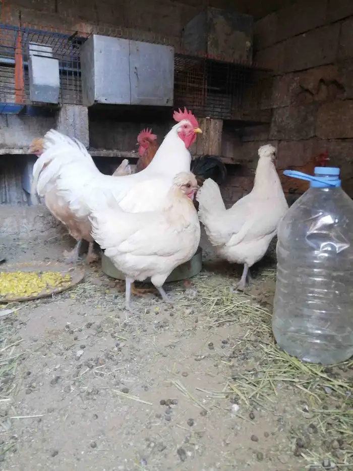 يتوفر اطقم دجاج عربي منتج للبيع على السوم 2