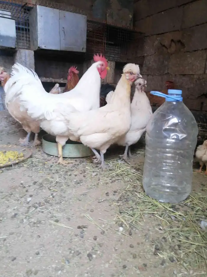 يتوفر اطقم دجاج عربي منتج للبيع على السوم 0