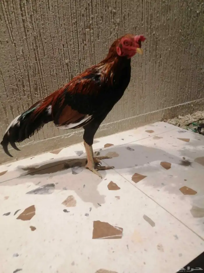 يتوفر اطقم دجاج عربي منتج للبيع على السوم 5