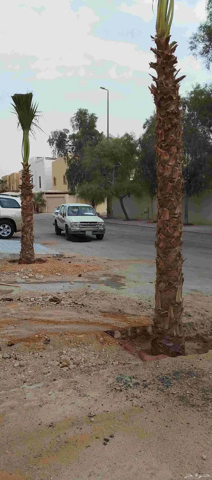 للبيع نخيل الزينه الواشنطونياء 2