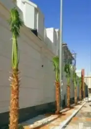 نخل واشنطن 5