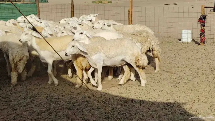 رخال حريات نخبه ضغط عالي صنف الصنف جروم 70راس 18