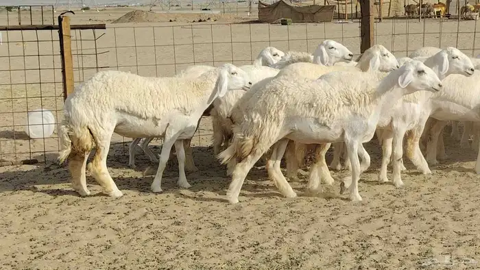 رخال حريات نخبه ضغط عالي صنف الصنف جروم 70راس 6