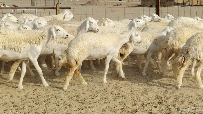 رخال حريات نخبه ضغط عالي صنف الصنف جروم 70راس 15