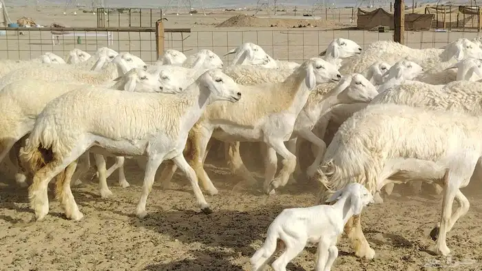 رخال حريات نخبه ضغط عالي صنف الصنف جروم 70راس 28