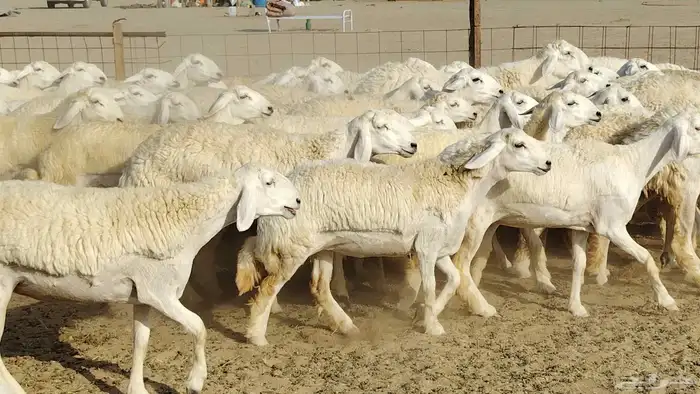 رخال حريات نخبه ضغط عالي صنف الصنف جروم 70راس 23