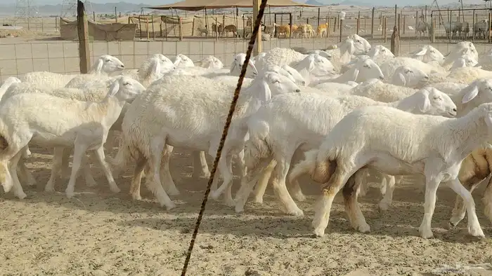 رخال حريات نخبه ضغط عالي صنف الصنف جروم 70راس 12