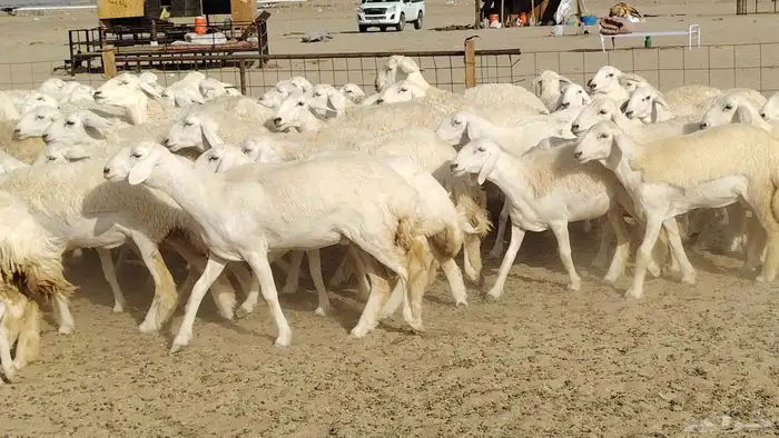 رخال حريات نخبه ضغط عالي صنف الصنف جروم 70راس 17