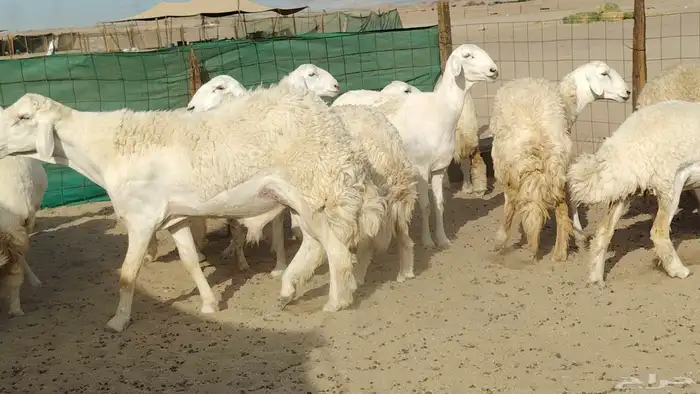 رخال حريات نخبه ضغط عالي صنف الصنف جروم 70راس 3