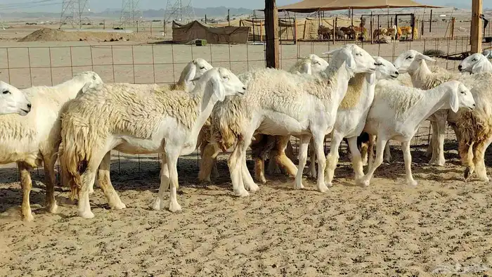 رخال حريات نخبه ضغط عالي صنف الصنف جروم 70راس 5