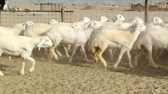 رخال حريات نخبه ضغط عالي صنف الصنف جروم 70راس 29