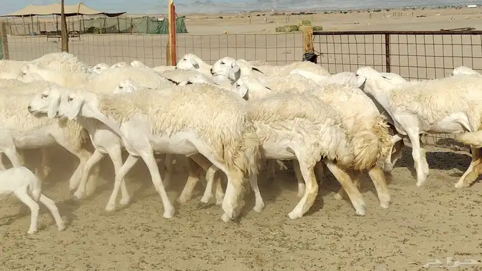 رخال حريات نخبه ضغط عالي صنف الصنف جروم 70راس 1