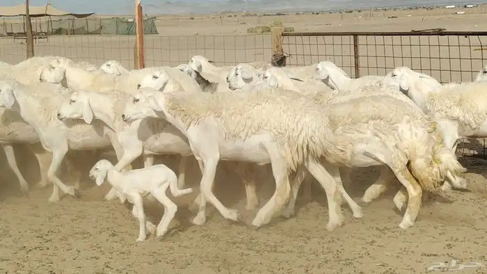 رخال حريات نخبه ضغط عالي صنف الصنف جروم 70راس 10