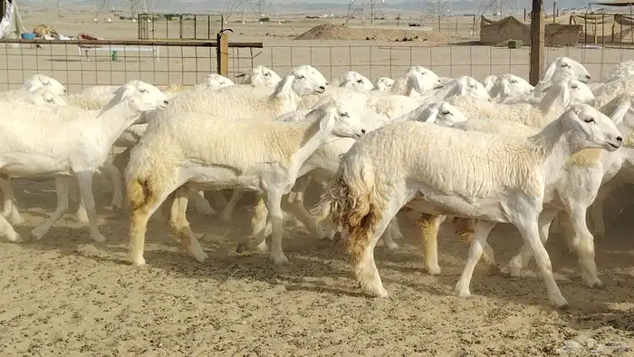 رخال حريات نخبه ضغط عالي صنف الصنف جروم 70راس 13