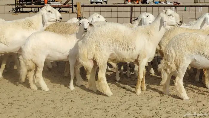 رخال حريات نخبه ضغط عالي صنف الصنف جروم 70راس 2