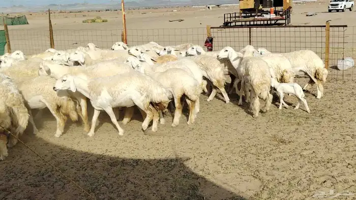 رخال حريات نخبه ضغط عالي صنف الصنف جروم 70راس 22