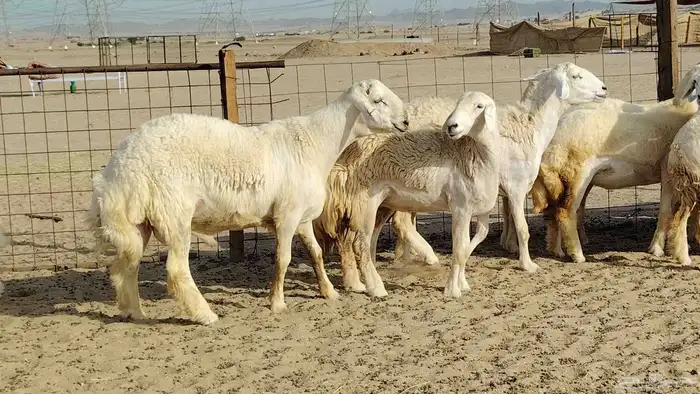 رخال حريات نخبه ضغط عالي صنف الصنف جروم 70راس 8