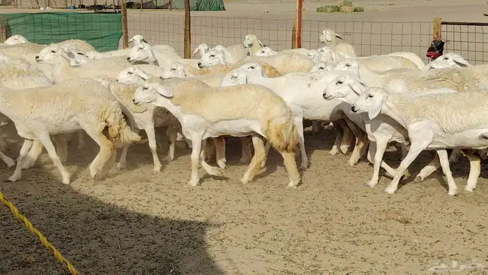 رخال حريات نخبه ضغط عالي صنف الصنف جروم 70راس 26